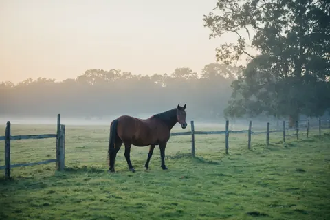 A chestnut horse stands in a misty green pasture beside a wooden fence at dawn.