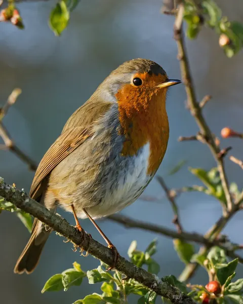A European robin perched on a mossy branch with green leaves and red berries