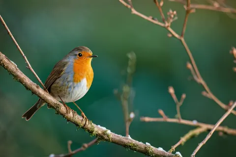 A robin perched on a snowy mossy branch in a forest